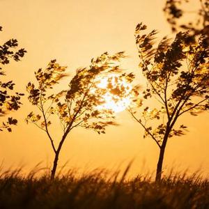 可惜春风不懂我伤悲