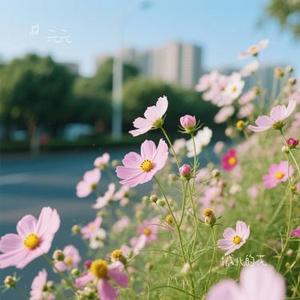 城北的花 (Remix)