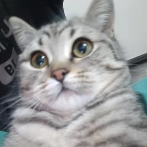 写给黄淮（cover邵帅）