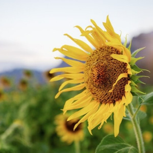 Nessa estação nasceu mais uma flor