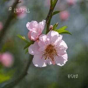 哥有老婆(Cover 纪晓斌)