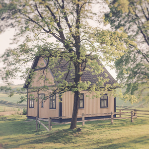 고목나무에 매달린 풍선과 같이