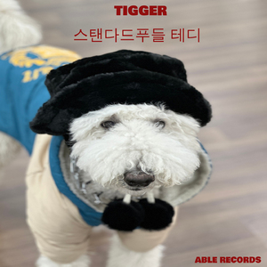 스탠다드푸들 테디