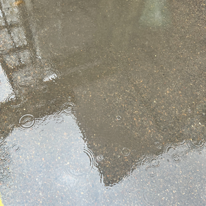 狸猫换太子 太子斩狸猫