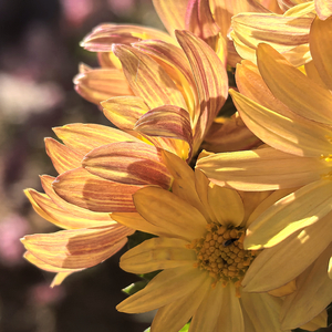 你眉眼一弯 落日也跟着灿烂