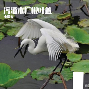 泻酒木栏椒叶盖17