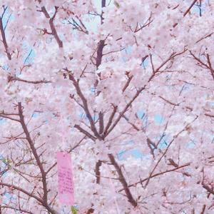 bpm154Sakura-prod.by.19emoboi