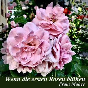 Wenn die ersten Rosen blühen (Instrumental)