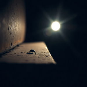 Крик в пустоту