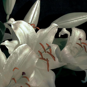 Springa mot vinden（迎着风奔跑）