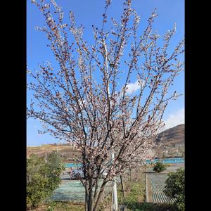 睡不着（失眠）