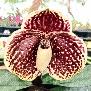 Shadow Of Black Ninja