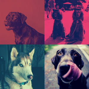 抚慰的可爱的狗回忆