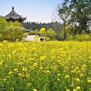 歹竹出好笋(闽)