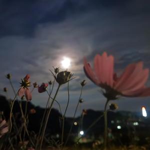 다가설 수 없는 사랑