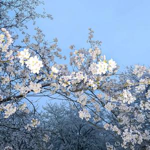 Dusk dancing (暮色舞动)