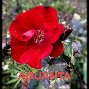 Aguanta (Instrumental)