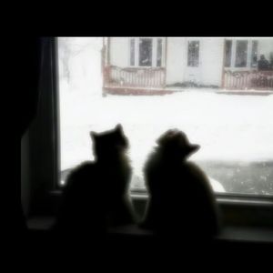 Cold（《一闪一闪亮星星》影视剧插曲）