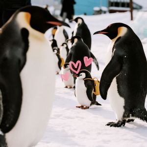 penguin constellation(企鹅星座)