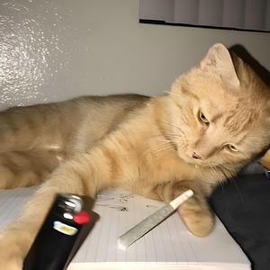 he mad (feat. snakechildpain)