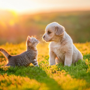 Flujo Musical Calmado