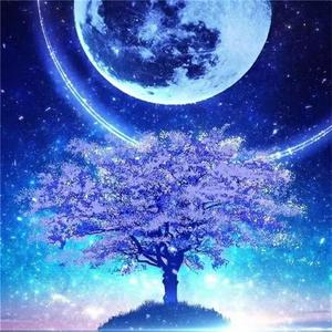 樱花树下的繁星之梦