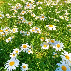 开心乐园（纯音乐）