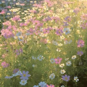 Tranquil Dalat Sketches