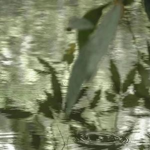 风一样的我《双世宠妃》插曲）