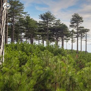 Symphony for Stress Relief