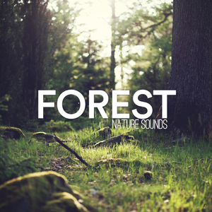 Beautiful Natural Forest Sounds