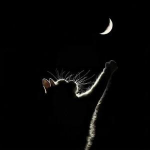 欲盖弥彰（Prod.Siren & EVOMUSIC）