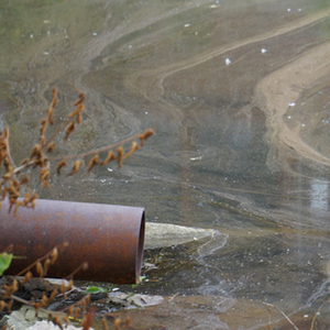 God, The Mob, and The Nuclear Pond