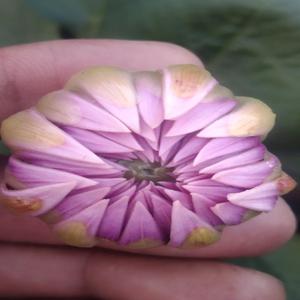 হারিয়ে গেলে ফিরে এসো