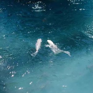 第一万零一次告白