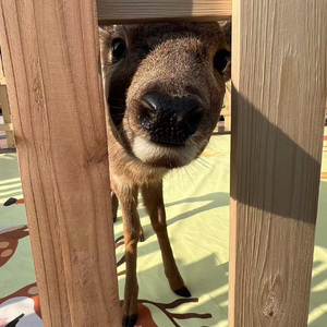 愿爱无忧+为你唱首歌