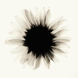 הלב שלי כשר (השיר שלא אשיר לך)