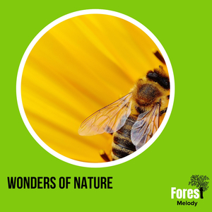 Atractive Bird Chorus