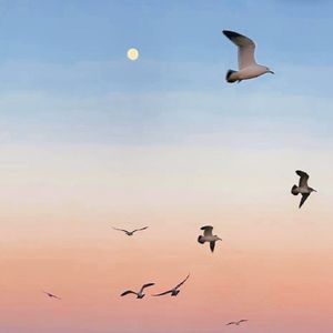 fly high