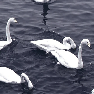 love dive音乐盒版（Weive remix）