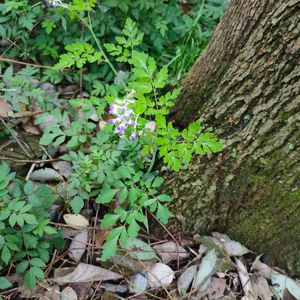 可它爱着这个世界