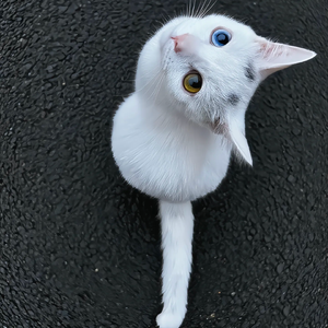 神的说唱（抽象版）