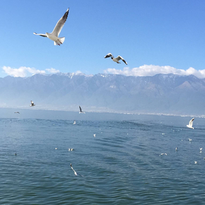 淡淡的歌（Cover 许飞）