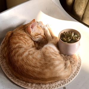 日が落ちるまで（直到日落）口琴版