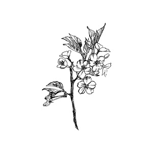 白い雨 (feat. 可不 & 裏命)