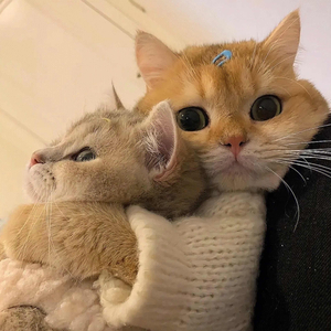 DEPAPEPE-いい日だったね（是个好日子呢）（张大炮 remix）