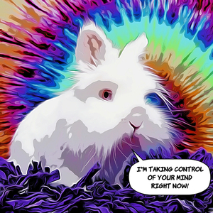 BUNNY BUNNY BUNNY