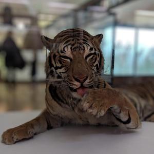 Carpet in the Bathroom?