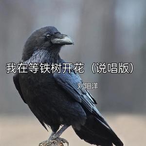 我在等铁树开花 (说唱版)