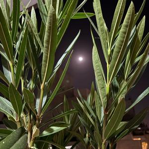 יונתן יצחק חזן וראובן חזן – סיכון משתלם